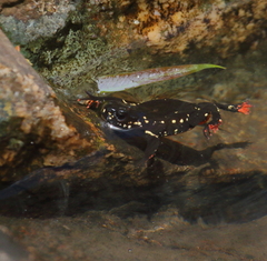 Melanophryniscus diabolicus