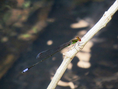 Pseudagrion hageni