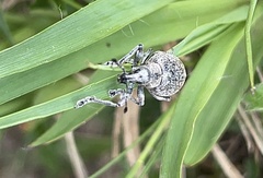 Liophloeus tessulatus