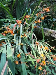 Crocosmia aurea