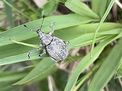 Liophloeus tessulatus