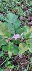 Solanum houstonii