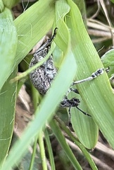 Liophloeus tessulatus