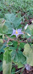 Solanum houstonii