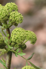 Prionosciadium