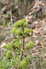 Prionosciadium
