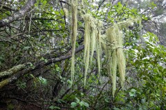 Usnea barbata