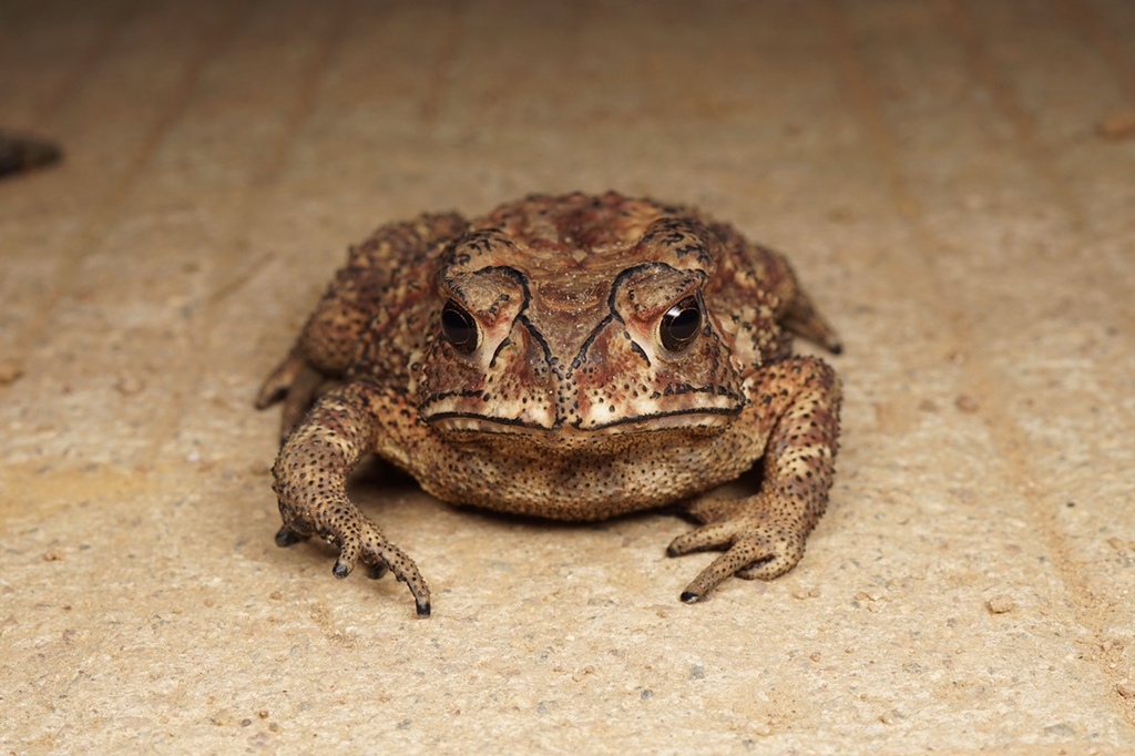 아시아검은안경두꺼비 from 天涯区, 三亚市, 海南省, CN on... iNaturalist 아시아검은안경두꺼비 (Duttaphrynus melanostictus)