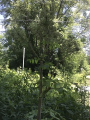 Angelica atropurpurea