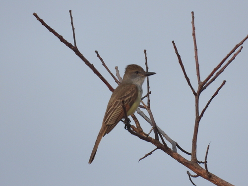 Brown-crested Flycatcher (Myiarchus tyrannulus)