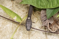 Pareas margaritophorus