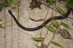 Pareas margaritophorus