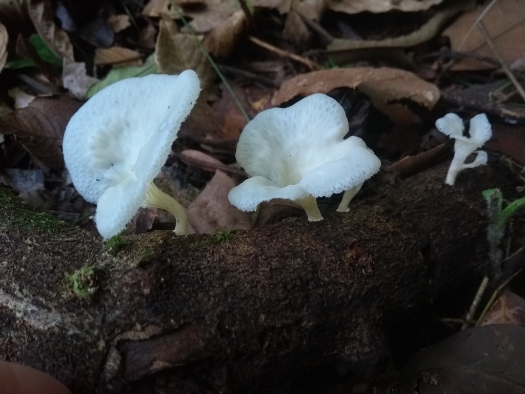 Favolus brasiliensis · June 2022 · photo: © caja-manga (iNaturalist, cc-by)