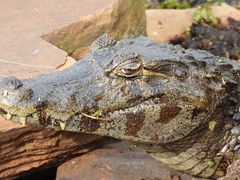 Caiman yacare