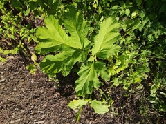 Heracleum sosnowskyi