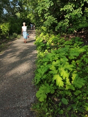 Heracleum sosnowskyi