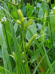 Carex pseudocyperus