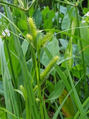 Carex pseudocyperus