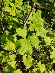 Heracleum sosnowskyi