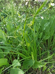 Carex pseudocyperus