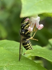 Dolichovespula norvegicoides