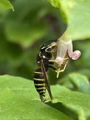 Dolichovespula norvegicoides