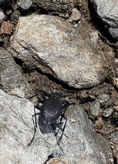 Carabus planicollis
