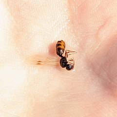 Solenopsis molesta
