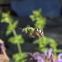 Agapostemon virescens