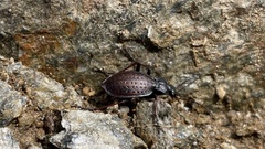 Carabus linnaei