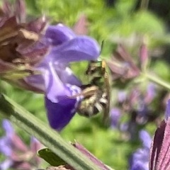 Agapostemon virescens