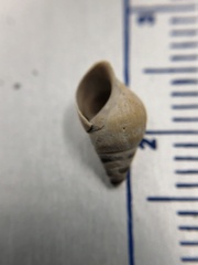 Bithynia tentaculata