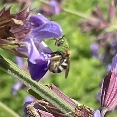 Agapostemon virescens
