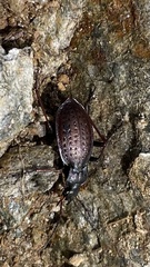 Carabus linnaei