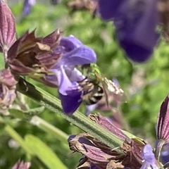 Agapostemon virescens