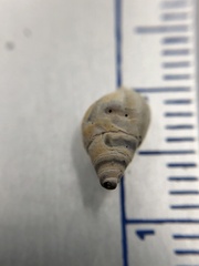 Bithynia tentaculata