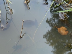 Planorbarius corneus