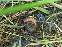 Planorbarius corneus