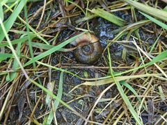 Planorbarius corneus