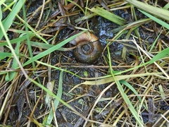 Planorbarius corneus