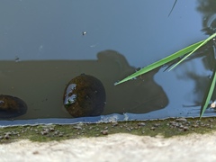 Planorbarius corneus