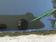 Planorbarius corneus