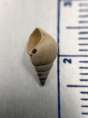 Bithynia tentaculata