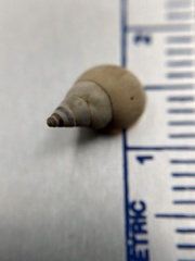 Bithynia tentaculata