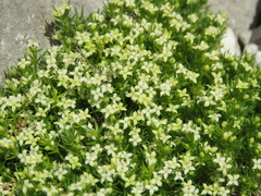 Galium pyrenaicum