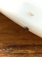 Cephalotes pusillus