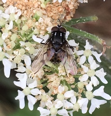 Graphomya maculata