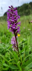Gymnadenia borealis