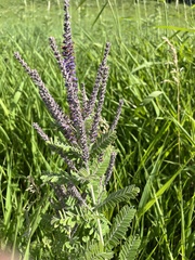Amorpha canescens