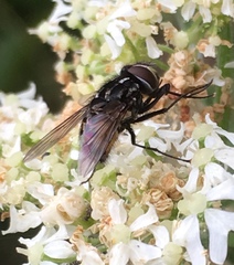 Graphomya maculata